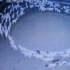 Viral: ¿Por qué las ovejas se están moviendo en círculos, qué significa?