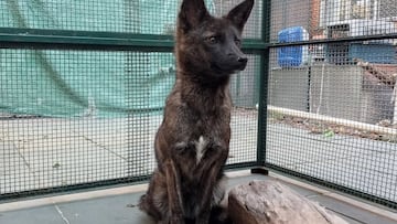 Descubren el ‘dogxim’, la rara criatura híbrida mezcla entre un perro y un zorro que inquieta a los expertos