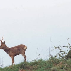 La pasión de los corzos se esconde en la naturaleza