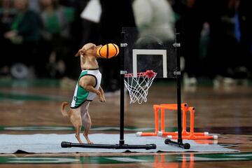 Un chihuahua ataviado para la ocasión trata de meter canasta durante un tiempo muerto en el partido de playoffs de la final de la Conferencia Este de la NBA que enfrentó a los Celtics de Boston y a los Heat de Miami. El perrito, sin complejo por su tamaño, tiene serias aspiraciones de convertirse en jugador profesional en EE UU.