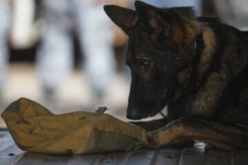 Tres meses antes de la Copa del Mundo de la FIFA, la Policía Militar de Brasilia, prepara a los perros que trabajarán en la seguridad del evento, en Brasilia. 23 animales están siendo entrenados para detectar explosivos, drogas y armas. Los perros realizarán entrenamiento en autobuses similares a los utilizados por las delegaciones de los países participantes en Brasil 2014. 