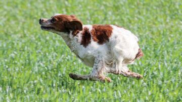 El Epagneul Bretón: formidable perro de caza