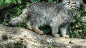 There’s attitude behind this cat’s cuddly exterior