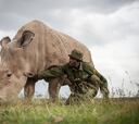 La última esperanza para el rinoceronte blanco