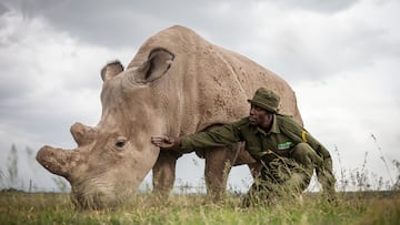 Esta subesepecie del rinoceronte blanco todavía no está extinta, pero está condenada a ello. Solo quedan vivas 2 hembras de esta especie, madre (Najin) e hija (Fatu, en la imagen) y, a pesar de las intentos para reproducirse con otras subespecies del rinoceronte blanco, se considera a estas 2 hembras no aptas para la reproducción y a esta especie condenada a la extinción.