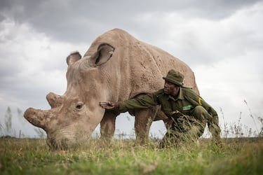 Esta subesepecie del rinoceronte blanco todavía no está extinta, pero está condenada a ello. Solo quedan vivas 2 hembras de esta especie, madre (Najin) e hija (Fatu, en la imagen) y, a pesar de las intentos para reproducirse con otras subespecies del rinoceronte blanco, se considera a estas 2 hembras no aptas para la reproducción y a esta especie condenada a la extinción.