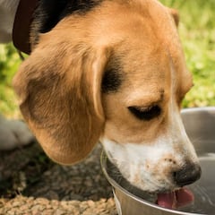 Nuestro perro de caza en verano