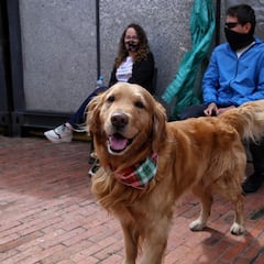 Así será el primer hospital para mascotas en Bogotá: precios de la atención y servicios