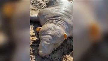 El extraño animal que apareció en una playa de Grecia: ¿alien?