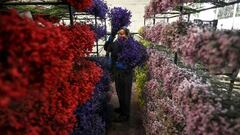 Un empleado coloca ramos en los estantes de la empresa Flower Plazoleta Bazzani en Bogot&aacute; el 1 de febrero de 2021, mientras Colombia se prepara para exportar flores para el D&iacute;a de San Valent&iacute;n en medio de la nueva pandemia de coronavirus.