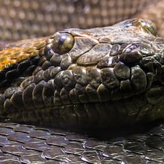 Hallan una segunda serpiente de casi un metro en un inodoro de Austria en cuatro días