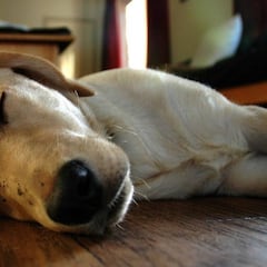 ¿Cuánto cuesta un seguro de perros, qué tipos de coberturas hay y qué pasa si tengo uno de hogar?