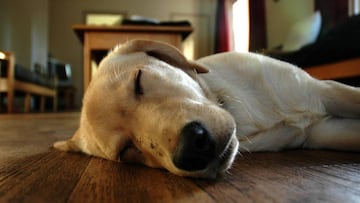 Un perro durmiendo en el suelo