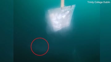 Captan en Europa un tiburón de origen prehistórico