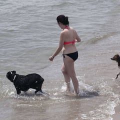 Playas para perros en España: lista completa, cuáles son las mejores y dónde están