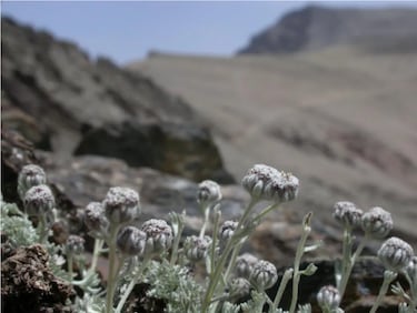 La infusin natural que combate el dolor muscular y la inflamacin estomacal que todos tenemos en casa
