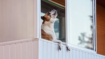 Brown and white boxer dog leaning on balcony as if he's looking outside, barking or howling
