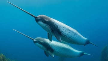 A new drone study documents for the first time the diverse functions that narwhals use their tusks for.