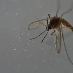 La OMS duplica la abstinencia a quienes retornan de la zona zika