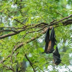 Los descubridores del coronavirus en Tailandia alertan del virus Nipah en Asia