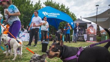 ¡Corrida con mascotas! Así será la Expo Patitas que organiza La Florida