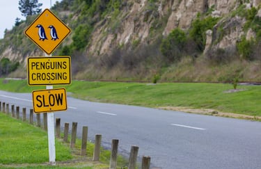 En Nueva Zelanda, hay señales de tráfico que advierten a los conductores sobre el cruce de pingüinos. Al ver una de estas señales, los conductores deben reducir la velocidad y estar atentos, ya que los pingüinos pueden aparecer en cualquier momento.