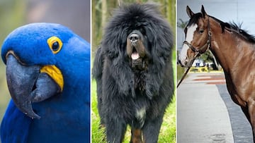 Guacamayo Jacinto, Mastín Tibetano y el caballo Green Monkey, tres de los animales más caros del mundo.