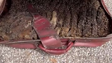 Ni libros ni ropa: abre la maleta en el sótano y tropieza con un tesoro de la naturaleza