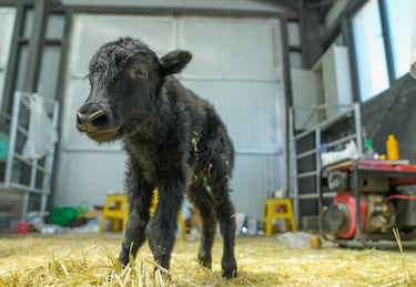 China clona con éxito al primer Yak, logrando revolucionar la biotecnología animal para mejorar la genética