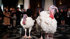 What will happen to Peach and Blossom, the turkeys pardoned by Joe Biden?
