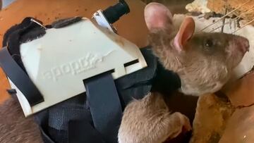 Estas ratas pueden ayudar en labores de recate con esta mochila GPS