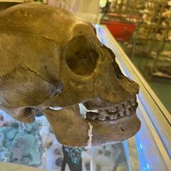 En venta un cráneo humano en una tienda de segunda mano