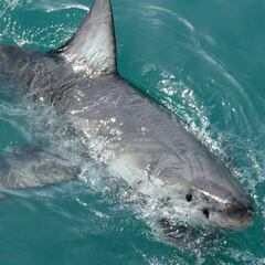 Muere una turista atacada por un tiburón en Egipto