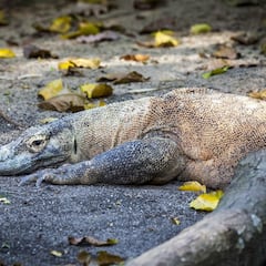 El dragón de Komodo en peligro de extinción por el cambio climático