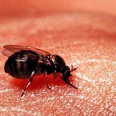 El confinamiento provoca una plaga de mosca negra en Madrid