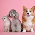 Say goodbye to French Bulldogs and Labradors: This vet says he wouldn’t ever own these ten dog breeds