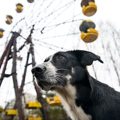 Científicos alertan de que los perros de Chernóbil están sufriendo cambios genéticos extraños: “Sobrevivieron por una razón”