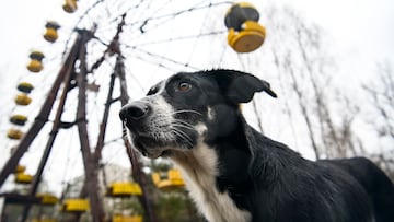 Dog in Abandoned amusement park in ghost town Prypiat in Chornobyl exclusion zone. Ukraine, December 2019 (Photo by Maxym Marusenko/NurPhoto via Getty Images)