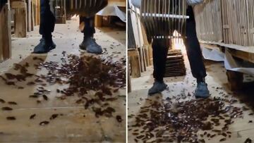 Así cultivan cucarachas en China: el vídeo es sobrecogedor