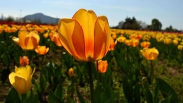 Juegos Olímpicos de Tokio: ¿cuál es la diferencia entre Holanda, Países Bajos, holandeses y neerlandeses?