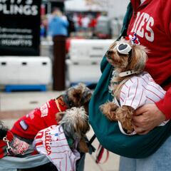 How to know if your dog is left-handed or right-handed and how it influences abilities and character