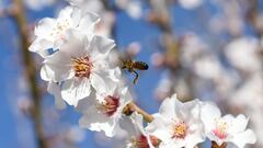 Una abeja en un almendro en flor (archivo)