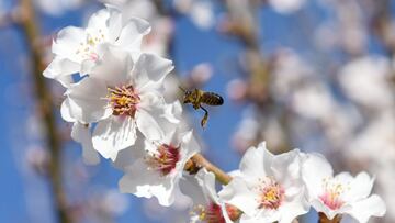 Una abeja en un almendro en flor (archivo)