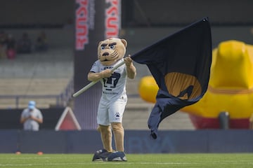 El felino más querido de Ciudad Universitaria, mascota oficial de los Pumas.