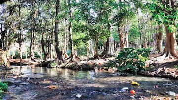 Día Mundial del Medio Ambiente: una fecha para cuidar a la Tierra