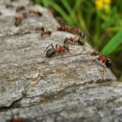 Revelan el sorprendente número de hormigas que hay en el mundo