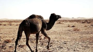 El coronavirus MERS reaparece en Qatar