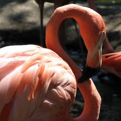 Why did Hurricane Idalia cause flamingos to appear across the United States?