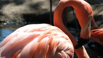 People have been pleasantly surprised to see something normally only seen in zoos in the US… Flamingos wading in waters as far north as Ohio.