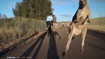 Canguro ataca ciclista